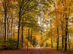 Las, Żółte, Liście, Jesień, Drzewa, Droga