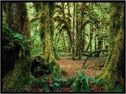 Dżungla, Las, Drzewa
