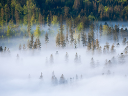Las, Mgła, Gęsta, Drzewa