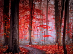 Las, Mgła, Ścieżka, Czerwone, Jesień, Liście