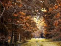 Ścieżka, Jesień, Drzewa, Las, Trawa