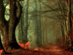 Las, Liście, Mgła, Droga, Jesień, Drzewa