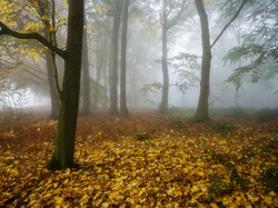Las, Liście, Opadłe, Mgła, Jesień, Drzewa