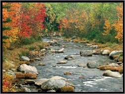 Las, Rzeka, Jesień, Kamienie