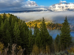 Las, Mgła, Drzewa, Góry, Park Narodowy Grand Teton, Stan Wyoming, Stany Zjednoczone, Świerki, Jesień, Krajobraz
