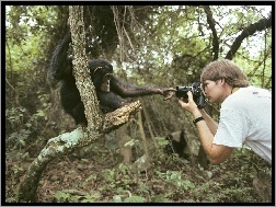 las, fotograf, Małpa, aparat