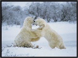 las, białe, Niedźwiedzie, śnieg