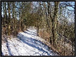 Śnieg, Las, Droga