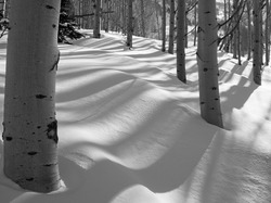 Las, Topole osikowe, Zima, Śnieg, Drzewa