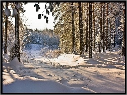 Poranek, Las, Śnieg