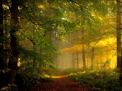 Las, Ścieżka, Drzewa, Przebijające światło