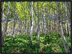 Rośliny, Las, Trawa