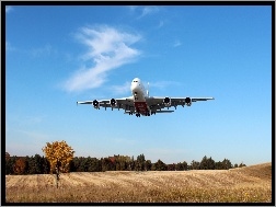 Las, Airbus A380, Samolot, Łąka