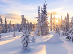Słońce, Zima, Drzewa, Las, Ośnieżone, Śnieg