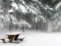 Ławka piknikowa, Zima, Las, Drzewa, Śnieg