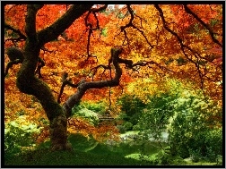 Las, Kolorowy, Drzewo, Stare, Jesienny