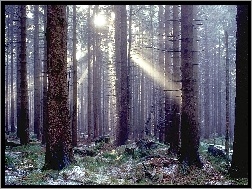 Światło, Las, Przebijające