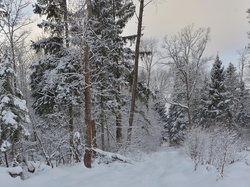 Las, Śnieg, Droga, Drzewa, Zima, Krzewy