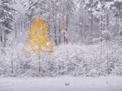 Las, Żółte, Drzewo, Śnieg, Zima, Jesienne