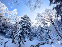 Las, Drzewa, Śnieg, Zima, Ośnieżony