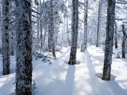 Las, Ośnieżone, Zima, Drzewa