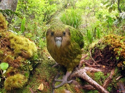 Kakapo, Lato, Dżungla