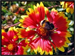 Lato, Kwiat, Rudbekia, Owad