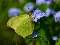 Motyl, Latolistek cytrynek, Niebieskie, Niezapominajki