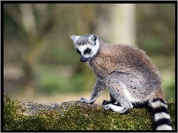 Kita, Lemur, Pasiasta
