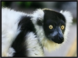 Oczy, Lemur, Mordka