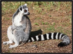 Ogon, Lemur, Piękny