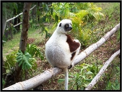 Roślinność, Lemur, Sifaka