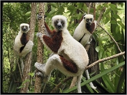 Drzewie, Lemury, Na