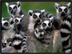 Ssaki, Lemury, Oczy