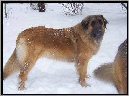 Leonberger, śnieg