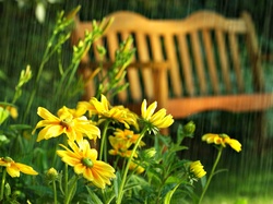 Letni Deszcz, Kwiaty, Żółte, Ławka