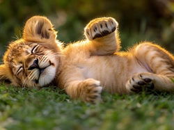 Trawa, Lew, Lwiątko, AI, Śpiące