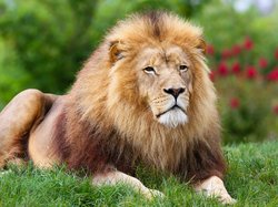 Zielona, Leżący, Lew, Trawa, Grzywa
