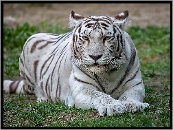Tygrys, Leżący, Biały