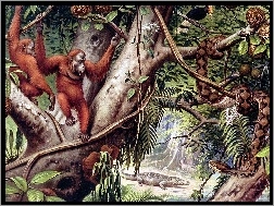Liany, Orangutany, Małpy, Dżungla
