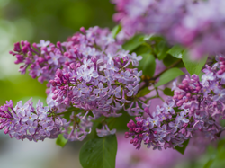 Ukwiecona, Gałązka, Bez, Lilak