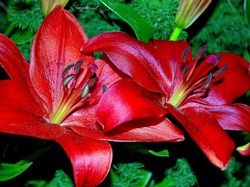 Lilia tygrysia, Czerwone, Kwiaty