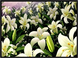 Lilia, Kwiaty, Wielkanocne, Biała
