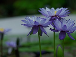 Lilie wodne, Kwiaty, Niebieskie
