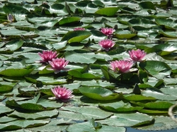 Lilie wodne, Przyroda, Kwiaty