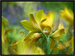 Kwiaty, Liliowiec, Żółte
