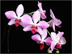 Orchidea, Liliowo, Biała