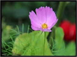 Liliowy, Kwiat