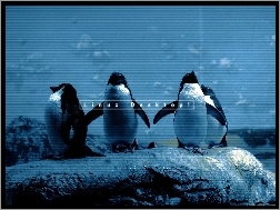 Linux, niebo, pingwin, chmury