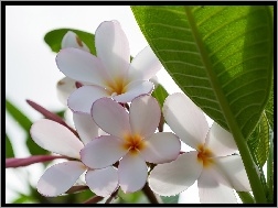 Liść, Białe, Plumeria, Kwiaty